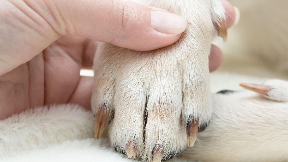 Importancia de cortarle las uñas a tu perro con regularidad