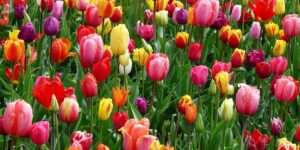 Tulipanes en holanda